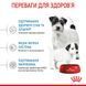 Сухой корм Royal Canin Mini Starter для кормящих собак и щенков, мелких пород до 2 месяцев 1 кг 2990010 фото 4