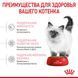 Сухий корм Royal Canin Kitten для кошенят всіх порід від 4 до 12 місяців 4 кг 25220400 фото 4