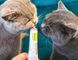 Вітамінізовані ласощі GimCat Malt-Soft Paste Extra для дорослих котів, виведення шерсті зі шлунку 200 г G-417127/417943 фото 3