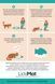 Сухой корм Savory Dog Adult Small Breeds для взрослых собак малых пород до 10 кг, со свежим ягненком и индейкой 3 кг 30358 фото 6