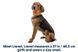 Вологий корм Savory Dog Adult для дорослих собак усіх порід, з індичкою у паштеті 400 г 30518 фото 2