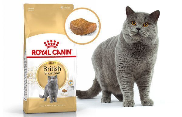 Сухий корм Royal Canin British Shorthair для дорослих котів, британська порода 400 г 2557004 фото