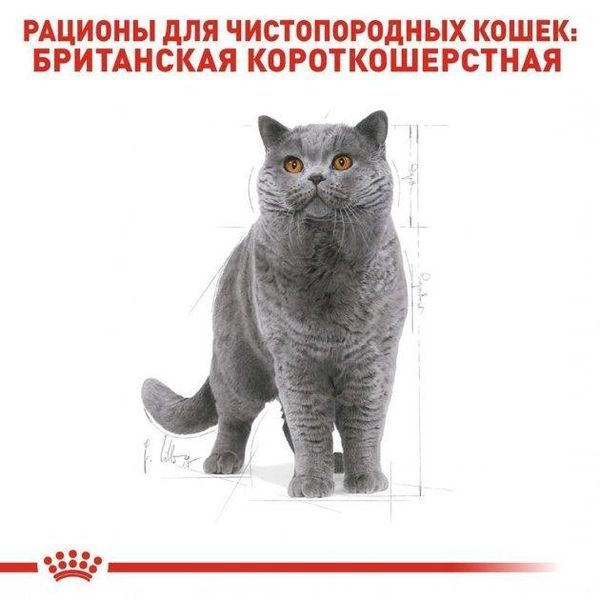 Сухий корм Royal Canin British Shorthair для дорослих котів, британська порода 4 кг 2557040 фото