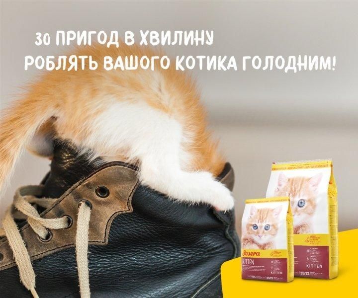 Сухой корм Josera Kitten для котят, беременных и лактирующих кошек, с домашней птицей 10 кг j748960 фото