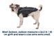 Вологий корм Savory Dog Adult для дорослих собак усіх порід, з яловичиною у паштеті 200 г 30426 фото 12